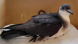 Injured seabird