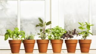 Plantas em vasos