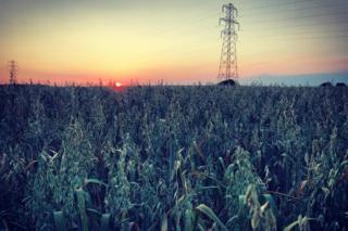 Fields in Little Milton