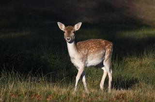 A Fallow Deer