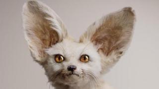 Criatura imaginaria del artista Vincent Fournier. White Fennec (Zerdas hypnoticus), tiene la habilidad de controlar la mente.