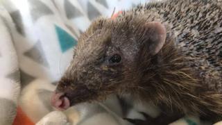 Bear the hedgehog
