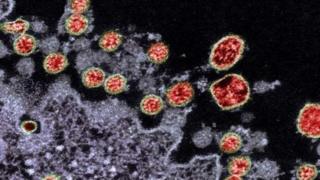Coronavirus