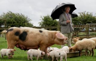 in_pictures Prince Charles looks at a pig with her piglets