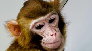 ReTro, the first cloned monkey to have survived more than a few hours