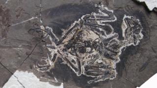 The fossil Bohaiornithidae