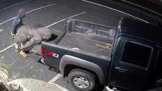 Suspect loads ape statue to pick-up truck