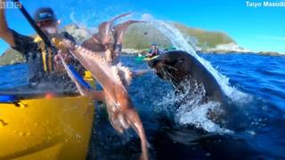 foca joga polvo em homem no caiaque