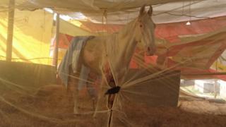 Shaktiman standing