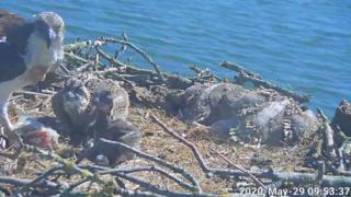 Rutland adlı genç ospreys gösteren web kamerası