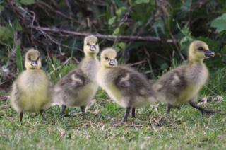 Four ducklings on grass