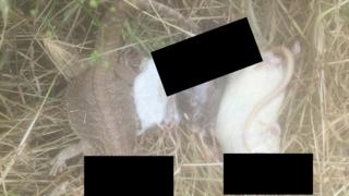 Decapitated animals