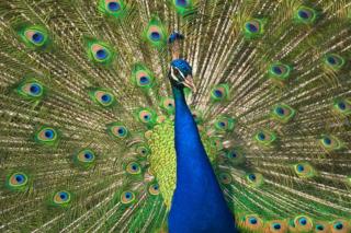 science Indian peafowl