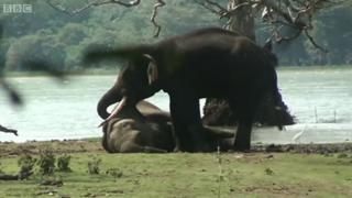 elephant