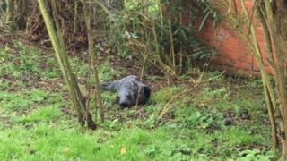 The seal in the back garden of a holiday home at Blakeney