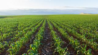 Maize field