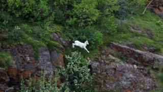 caza en Alaska