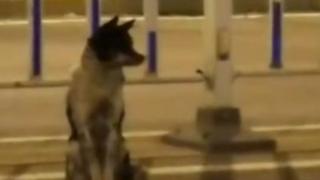 Dog who waits for his master