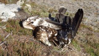 Poisoned golden eagle