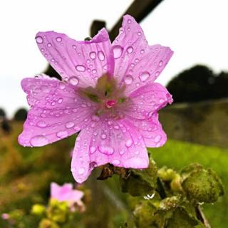 Flower covered in rain drops