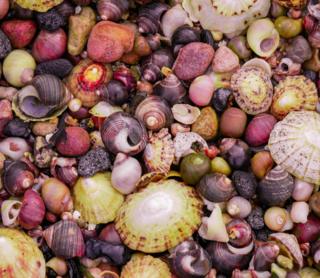 shells