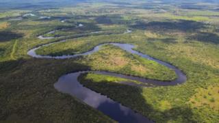 Brazil Wildfires Killed An Estimated 17 Million Animals - BBC News