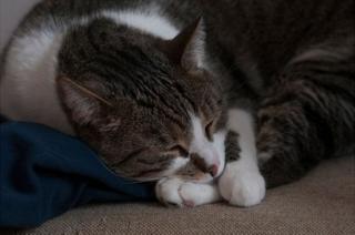 Kucing tidur