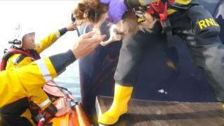 A dog being lifted off the M/Y Juliette