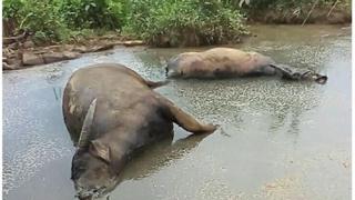 ရခိုင်ပြည်နယ် မင်းပြားမြို့နယ် အိုးပျဉ်တောင်အုပ်စု ကျေးရွာမှာ ကျွဲ ၅၅ ကောင် ထူးထူးဆန်းဆန်းသေ
