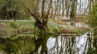 Snowdrops at Waterperry