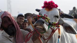 गाय