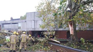 Tree fall