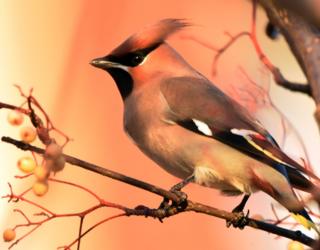 Waxwing