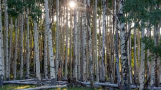 Aspen trees (Image: Martin Venturas)