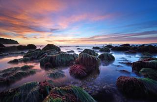 Mossy - Brandon Yoshizawa / www.igpoty.com