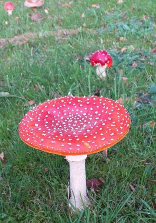 Toadstools in grass