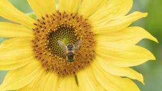 Bee on a flower