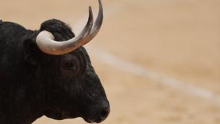 File picture of a bull in Nimes, southern France (2018)