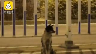 El perro en la carretera