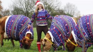 Becky Houzé and cows