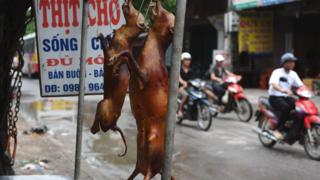Thịt chó được coi là món ăn khoái khẩu của nhiều người Việt Nam