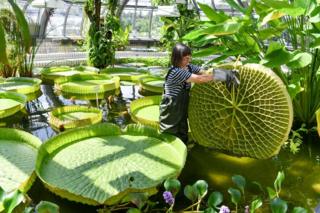A woman standing in water holds up a very large water-lily leaf