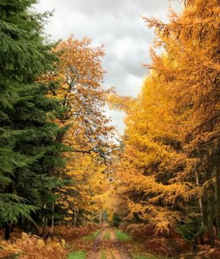 Bagley Wood