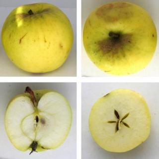 Четыре разных вида яблока, включая взгляд внутри разрезанного яблока, показывающий его ядро ??