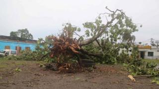 A large downed tree in Comoros