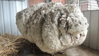 Chris the sheep with his heavily overgrown fleece