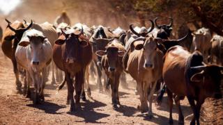 Les vaches sont un bien précieux dans de nombreuses régions rurales d'Afrique