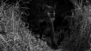 Siyah Leopar