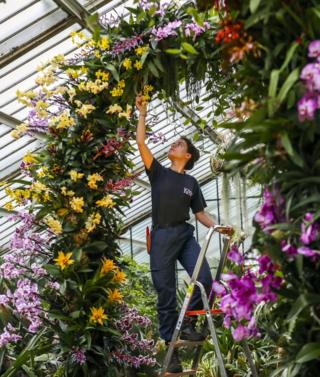in_pictures Alice McKeever puts the finishing touches to some of the 5,000 colourful orchids on display