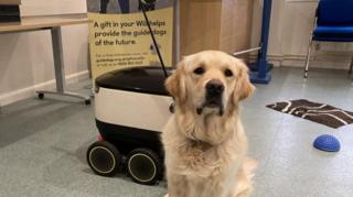 A guide dog and a delivery robot